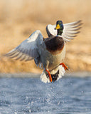 Greenhead Splash
