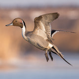 Pintail Background 8X8