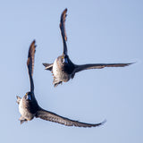 Double Bluebills 8X8