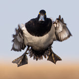 Bluebill Coming At Ya 8X8