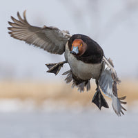 Redhead Landing on a Cold Day 8X8