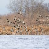 Snowy Mallard Courtship Flight 8X8
