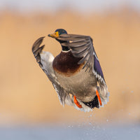 Greenhead Taking Off 8X8