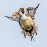 Split Tail Pintail 8X8
