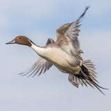 Sideways Pintail 8X8