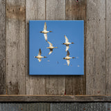 Blue Sky Pintails 8X8