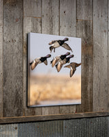 Bluebill Flock
