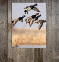 Bluebill Flock