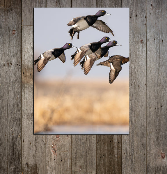 Bluebill Flock