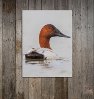 Canvasback Head Turned