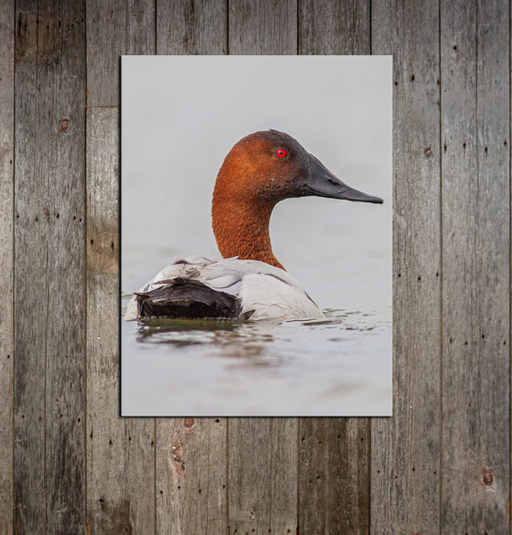 Canvasback Head Turned