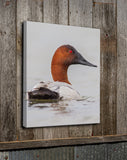 Canvasback Head Turned