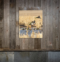 Flooded Cornfield Mallards Canvas Print