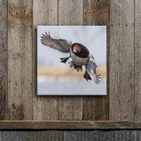 Redhead Landing on a Cold Day 8X8