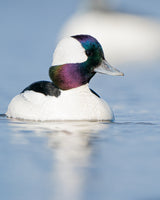 Low Bufflehead