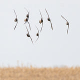 Greenwings Banking 8X8