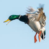 Quacking Mallard 8X8