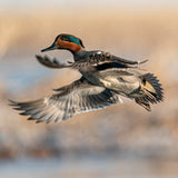 Greenwing Take Off 8X8