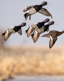 Bluebill Flock