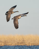 Pair of Canadas