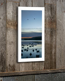 Decoys & Ducks at Shooting Time