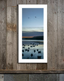 Decoys & Ducks at Shooting Time