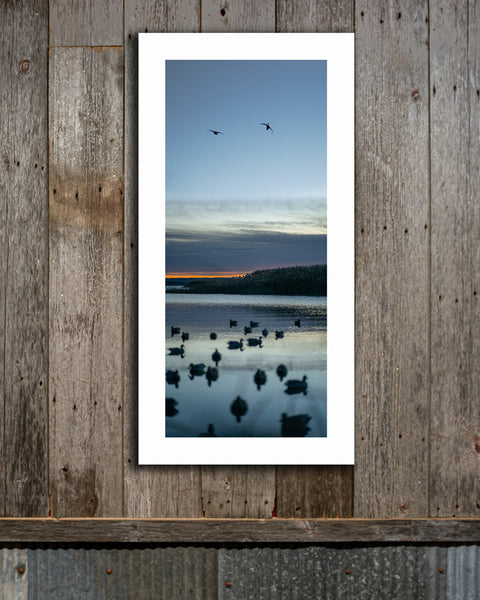 Decoys & Ducks at Shooting Time