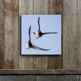 Double Bluebills 8X8