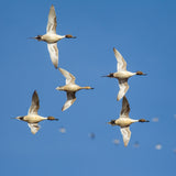 Blue Sky Pintails 8X8