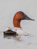 Canvasback Head Turned