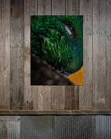 Eyebrow Mallard