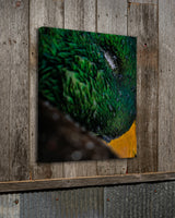 Eyebrow Mallard