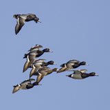 Bluebill Squadron 8X8
