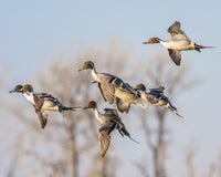 Cupped Up Pintails Canvas Print