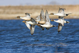 Blue Water Pintails