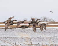 Gadwalls Meep Meeping