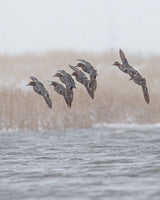 Greenwing Squad in the Snow