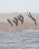 Greenwing Squad in the Snow