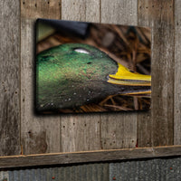 Greenhead In The Hand