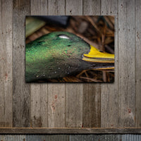 Greenhead In The Hand