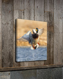 Greenhead Splash