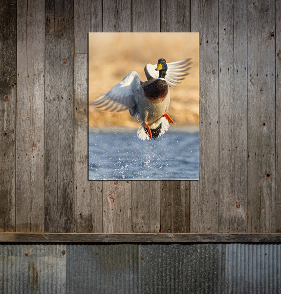 Greenhead Splash