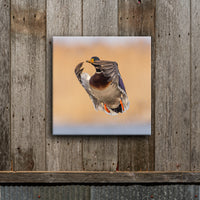 Greenhead Taking Off 8X8