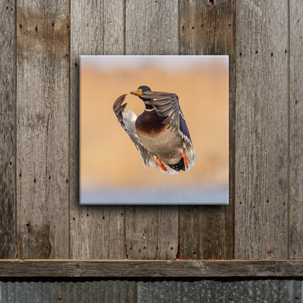 Greenhead Taking Off 8X8