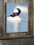 Low Bufflehead