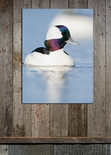 Low Bufflehead