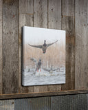 Mallard Blast Off