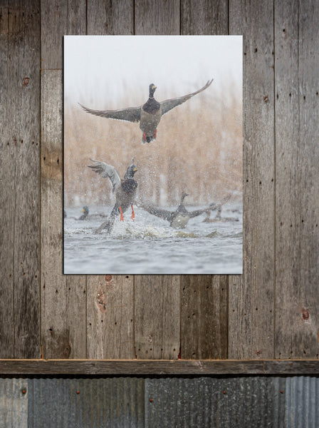 Mallard Blast Off