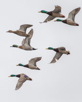 Mallard X Pintail Hybrid