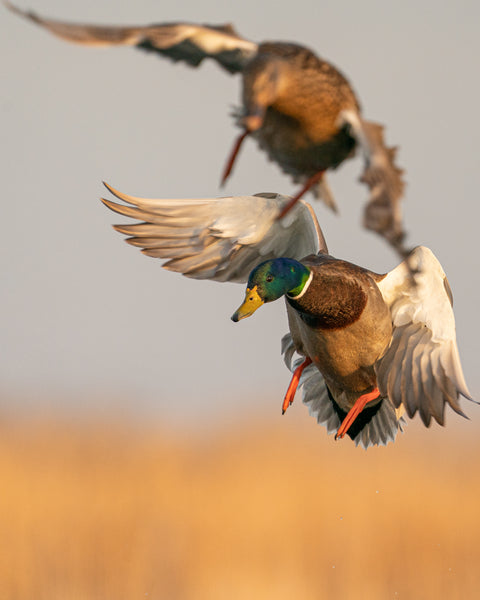 Hen & Drake Landing